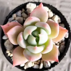 ꕤclara*様 リクエスト 5点 まとめ商品