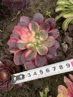 ユキ☆★様 リクエスト 2点 まとめ商品