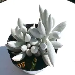 ぺぺ(✿ᴗ͈ˬᴗ͈)様 リクエスト 3点 まとめ商品