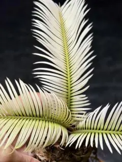 2026年最新】白い蘇鉄の人気アイテム - メルカリ