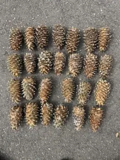 【ウサギちゃん様専用】松ぼっくりNo.4(26個)+No.5(27個)