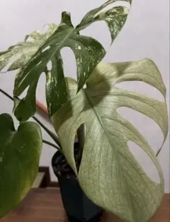 Monstera Banana Super Golden モンステラ バナナ - メルカリ