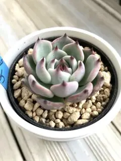 2025年最新】コロラータ ざわわの人気アイテム - メルカリ