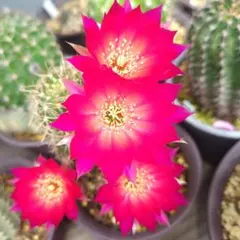 ク*ャ様 90-ネリサ群生苗 超人気白檀 花サボテン カキコたくさん