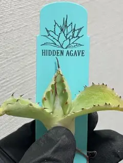 2026年最新】ジェレミー アガベの人気アイテム - メルカリ