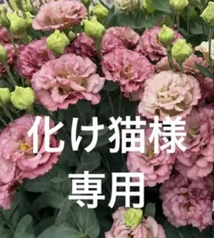 化け猫様専用トルコキキョウ　トルコギキョウ　苗