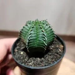 TAKERU様 リクエスト 4点 まとめ商品