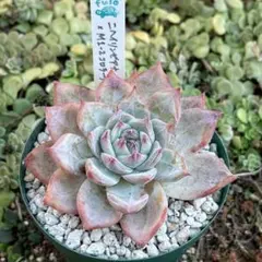 2026年最新】mさん苗コロラータの人気アイテム - メルカリ