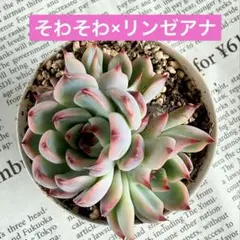 2026年最新】リンゼアナ おらいの人気アイテム - メルカリ