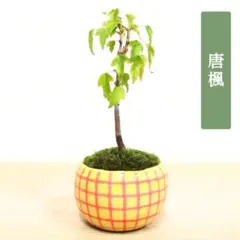 POTOCO 唐楓 楓 カエデ 観葉植物 陶器鉢 盆栽 小品盆栽 苔玉 苔 - メルカリ