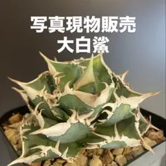 【写真の株、現物販売します】　アガベ　大白鯊　ドーベル血統 写真の株、現物販売します】 アガベ 大白鯊 ドーベル血統 - メルカリ