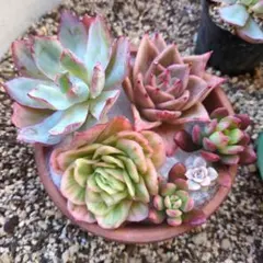 エケベリアセット