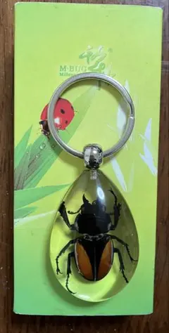 昆虫標本とおまけの魚の標本キーホルダー Amazon.co.jp: 昆虫標本キーホルダー ホウセキゾウムシ ガチャ : おもちゃ