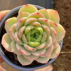 Top【選抜株】多肉植物　265265レッドブル　35個　鉢無し/脱土 Top【選抜株】多肉植物 22462レッドブル 40個 鉢無し - メルカリ