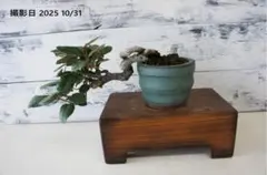 たかなし様 リクエスト 2点 まとめ商品