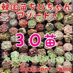 韓国苗 ３０苗ちびちゃん詰め合わせ！多肉植物 MIX苗 交配苗などのサムネイル