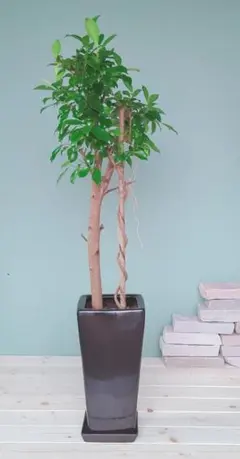 幸福の木 《現品》 ガジュマル 根上り 黒鉢 ブラックポット