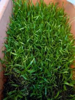 naaami様 リクエスト 2点 まとめ商品