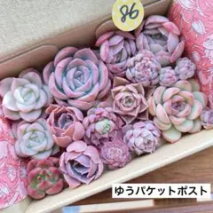 86 多肉植物　多肉弁当　詰め合わせ　寄せ植え　セット　カット苗　韓国苗　エケ