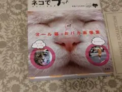 ネコでプッ！ 面白ネコ画像集 タカハシヒカル