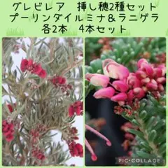 2026年最新】グレビレアの人気アイテム - メルカリ