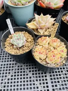多肉植物 10苗セット カット苗 クラウゼン錦 花火 オクロ エケベリア韓