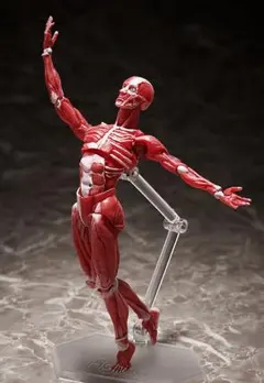 figma SP-142 人体模型　未開封品のサムネイル