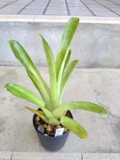 万年青 おもと 抜き苗 現物 1株 - メルカリ