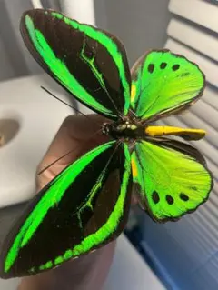 2026年最新】トリバネアゲハ 標本の人気アイテム - メルカリ