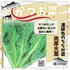 【野菜の種】旨みたっぷり！かつお菜（種100粒）だし要らずの風味豊かな伝統野菜✨