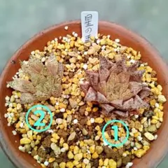 多肉植物: ハオルチア 姫寿錦 抜き苗 - メルカリ