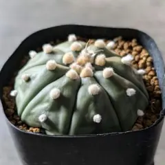 2026年最新】サボテン 兜の人気アイテム - メルカリ