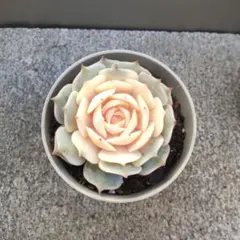 2026年最新】多肉 ローラ錦の人気アイテム - メルカリ