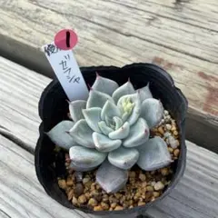 2026年最新】優木園の人気アイテム - メルカリ