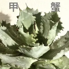 2025年最新】品種名：その他アガベ アガベの人気アイテム - メルカリ