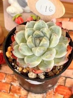 ❣️アイスグリーン ❣️プラグ苗 多肉植物 エケベリア ⭐️No124