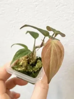 じぇむ様 リクエスト 2点 まとめ商品