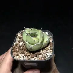 アパレル君様 リクエスト 2点 まとめ商品