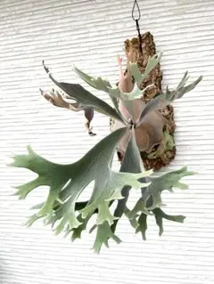 2025年最新】セルソタツタの人気アイテム - メルカリ