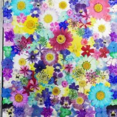 押し花素材　NO994 ノースボール ビオラ 紫陽花　バーベナ 小花　押し花