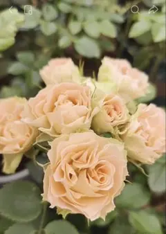SP和バラMIX(いおり:かしこ:そら)季節のお花切り花ブーケ - メルカリ
