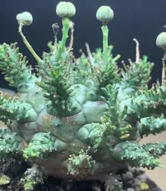 P200塊根植物ユーフォルビア デセプタ 木質化 球状 極上・実生大株鉢