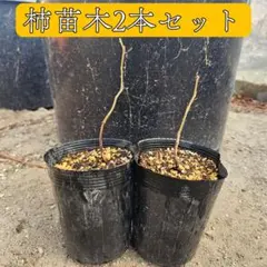 【果樹農家の苗木】柿の苗木 2本セット 実生苗木