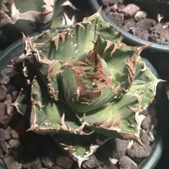 2025年最新】皇冠 アガベの人気アイテム - メルカリ