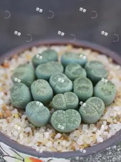 kamekichinosuke3様 リクエスト 3点 まとめ商品