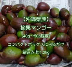 沖縄県産】摘果マンゴー コンパクトボックスに入るだけ ② - メルカリ