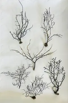 2026年最新】ウミウチワの人気アイテム - メルカリ