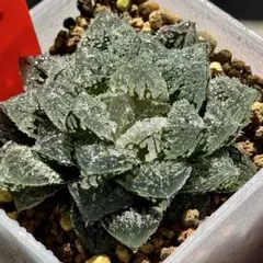 2025年最新】ハオルチア 魔剣の人気アイテム - メルカリ