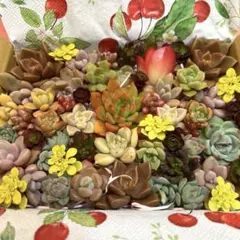ねこちゃん♡多肉植物寄せ植え♡そのまま飾れる♡ - メルカリ