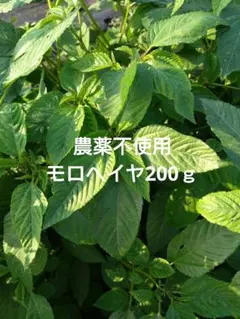 農薬不使用　モロヘイヤ200ｇのサムネイル